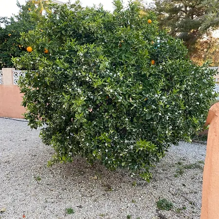 Melocoton Willa Calpe