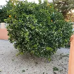Melocoton Villa Calpe